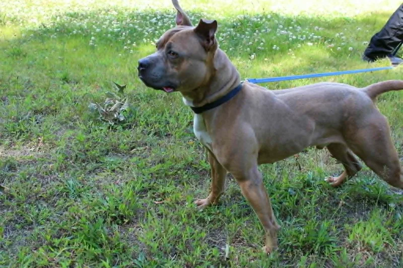 A young large-sized male Golden Pit Bull Terrier dog named Tank for adoption in Brockton, MA