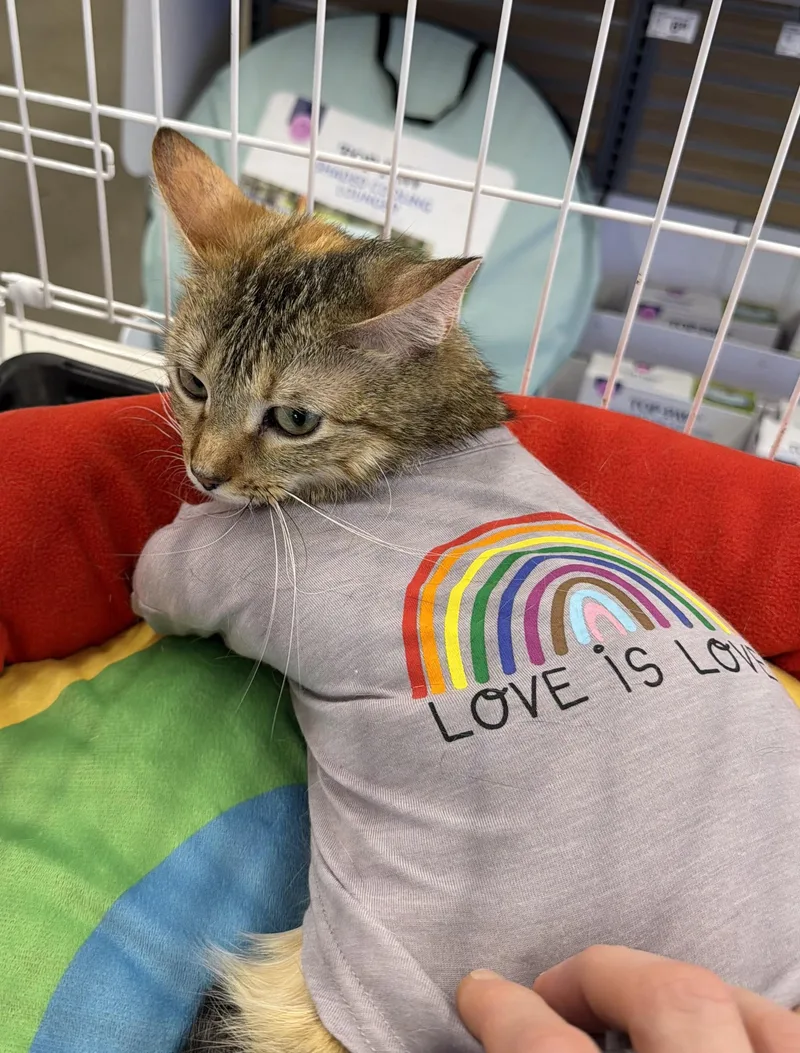 A young medium-sized female Calico cat named Sabrina for adoption in Roslyn Heights, NY