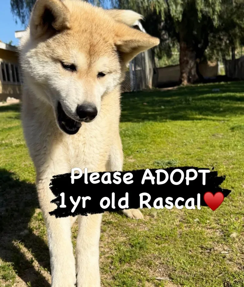 A young medium-sized male Akita dog named Rascal  PUPPY for adoption in Romoland, CA