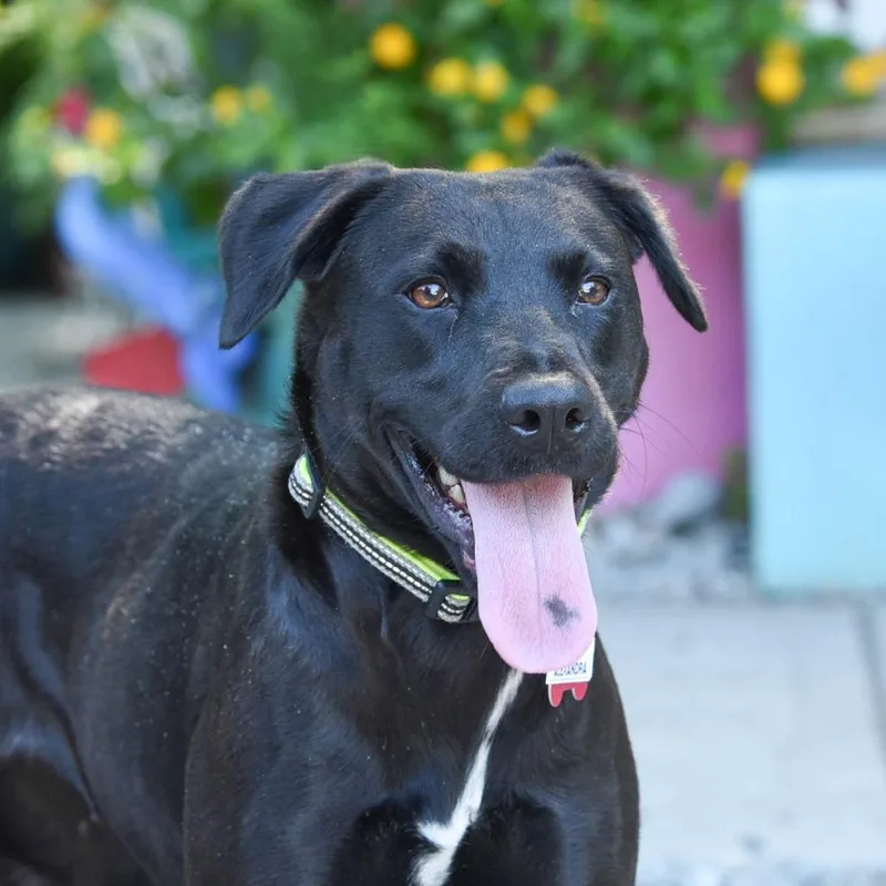 An adult medium-sized female Black Labrador Retriever dog named Alexandra for adoption in Wake Forest, NC