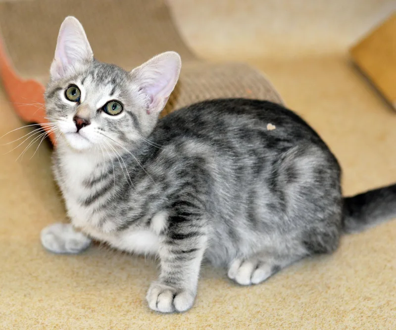 Sgt. Tibbs