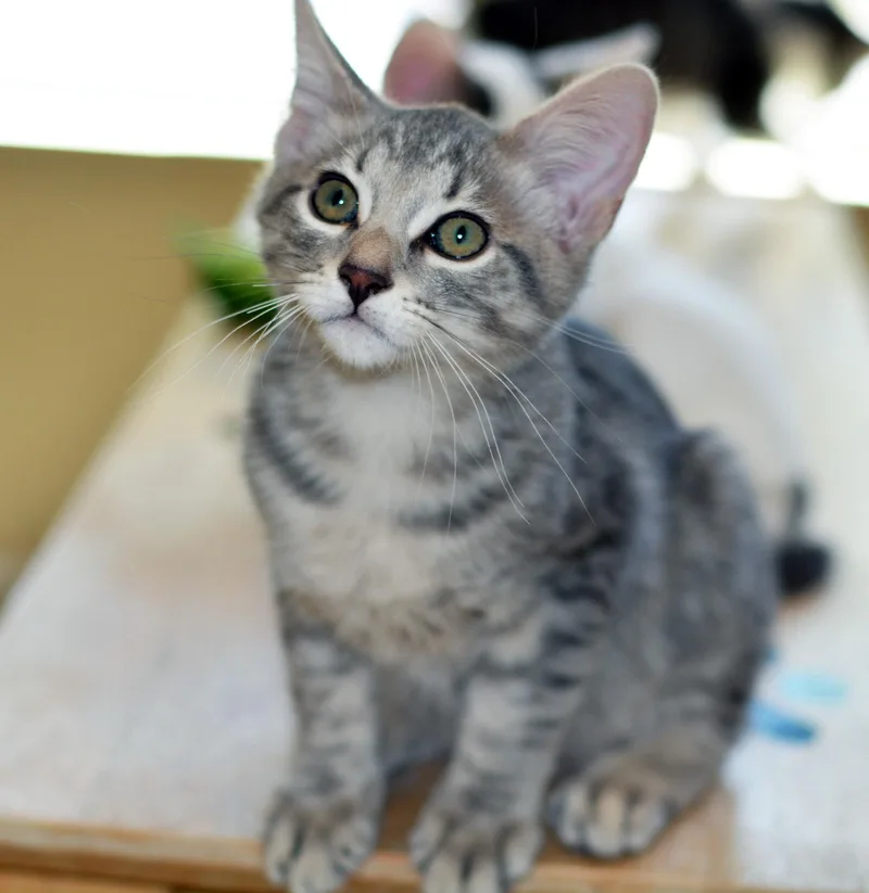 Sgt. Tibbs thumbnail 2