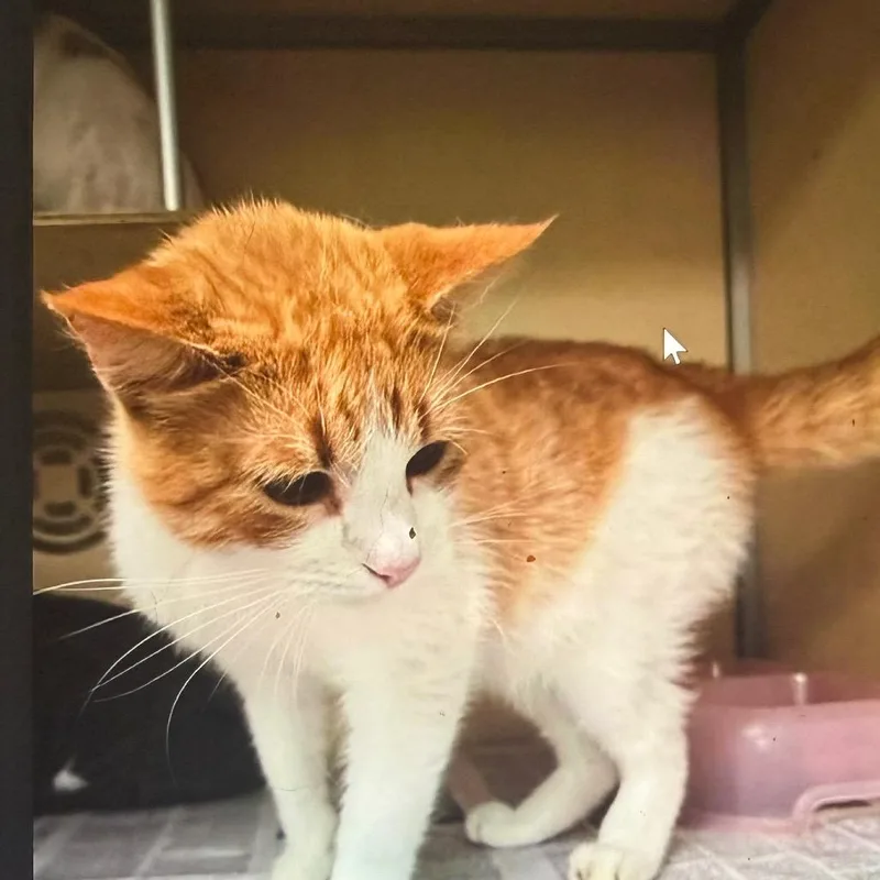 A young medium-sized male Orange / Red Domestic Short Hair cat named Horus for adoption in Houston, TX