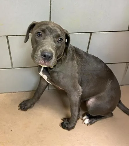 A young medium-sized female Gray / Blue / Silver Mixed Breed dog named Eclair for adoption in Nashville, TN
