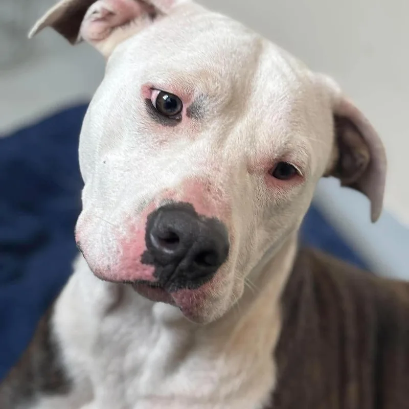 An adult medium-sized female Brindle Mixed Breed dog named Ophelia for adoption in Huntington, WV
