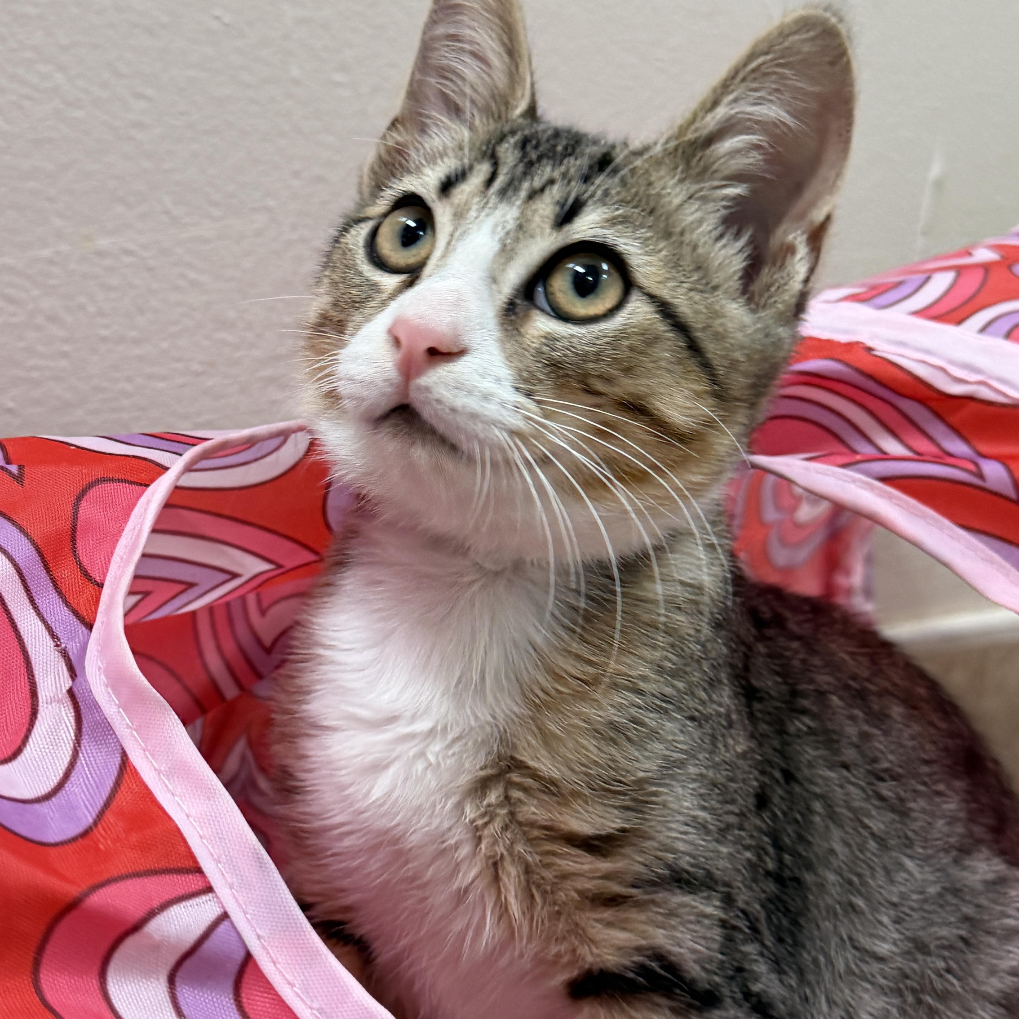 A baby medium-sized male Tabby (Buff / Tan / Fawn) Domestic Short Hair cat named Lime for adoption in Calera, AL