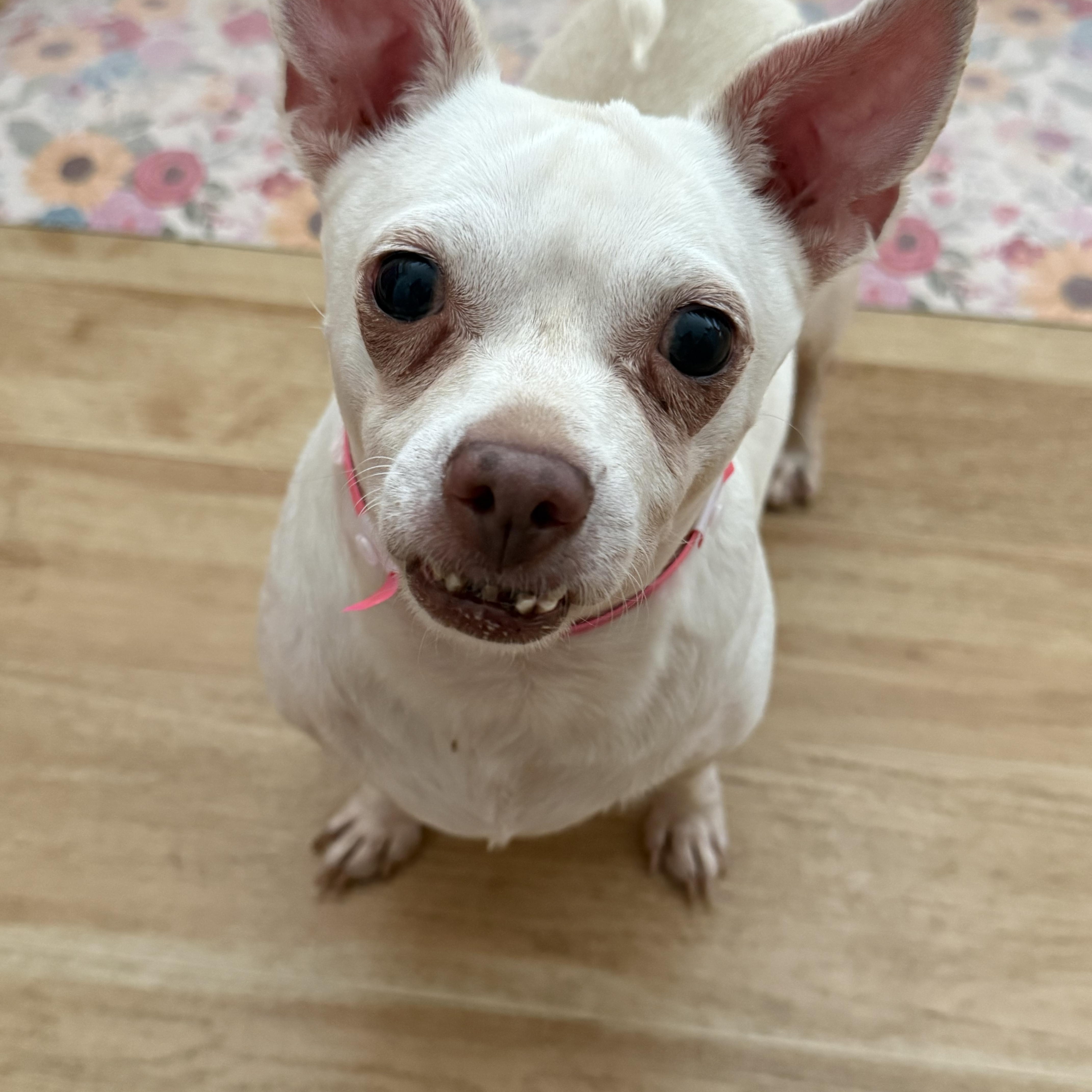 A senior small-sized female White / Cream Chihuahua dog named Clementine for adoption in Henderson, NV
