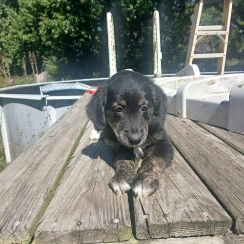 A baby small-sized male Bicolor Golden Retriever dog named Patterson for adoption in Twin lakes, WI