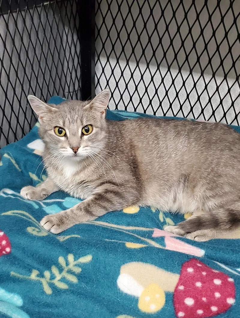 Graymalkin thumbnail 2