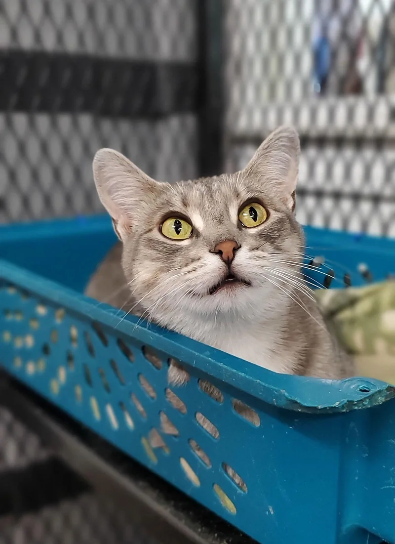 Graymalkin thumbnail 3