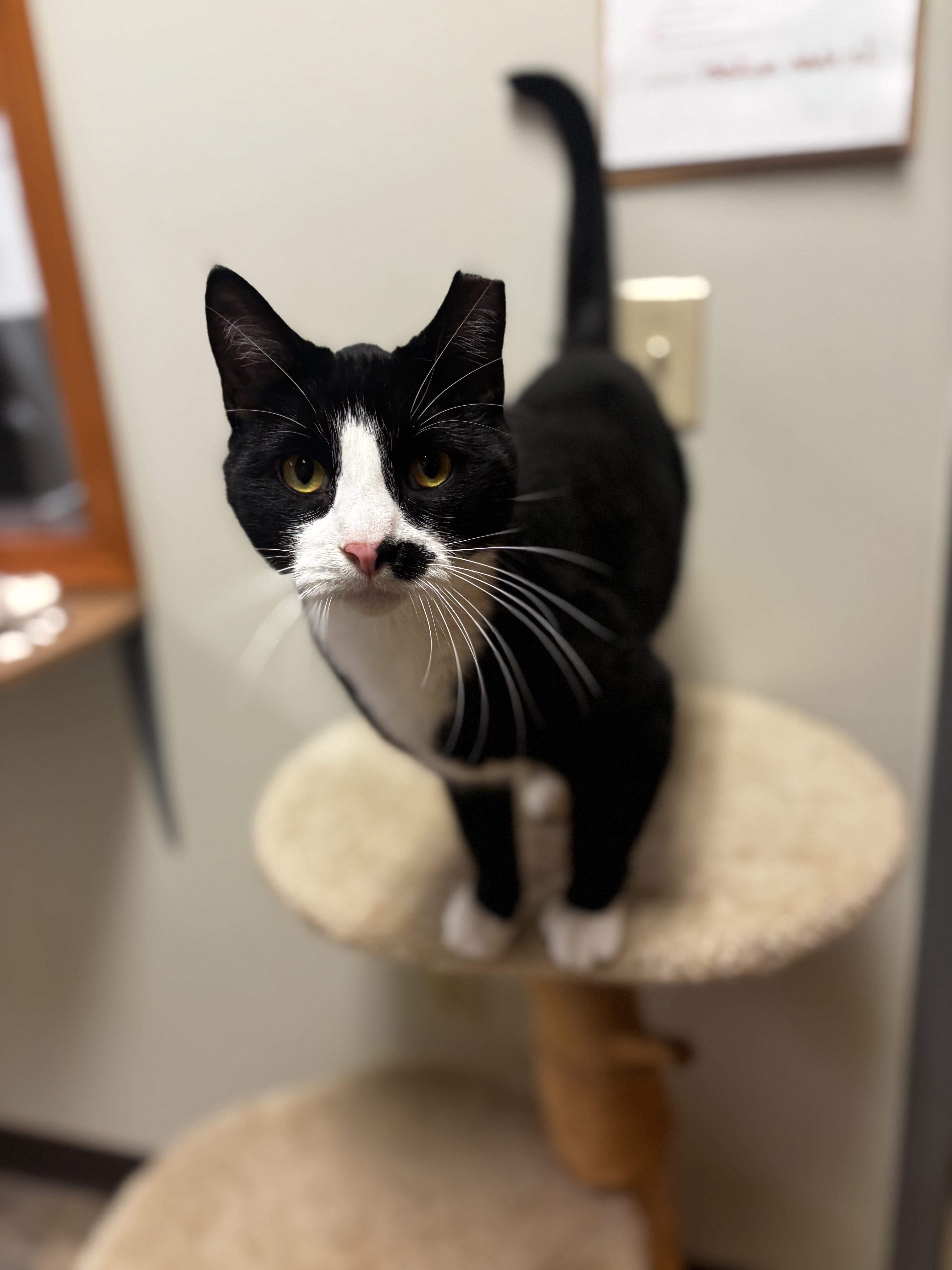 An adult medium-sized male Black & White / Tuxedo Domestic Short Hair cat named Boots for adoption in Dodgeville, WI