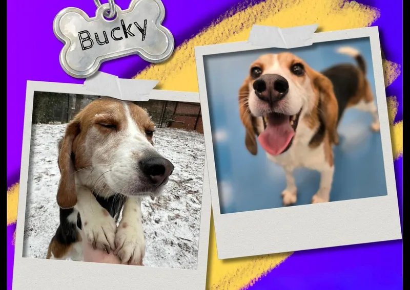 An adult medium-sized male Tricolor (Brown, Black, & White) Beagle dog named Bucky for adoption in Bothell, WA