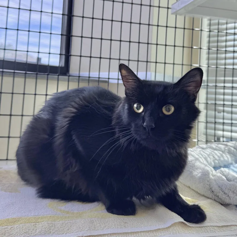 An adult small-sized female Black Domestic Short Hair cat named Midnight for adoption in Burlingame, CA