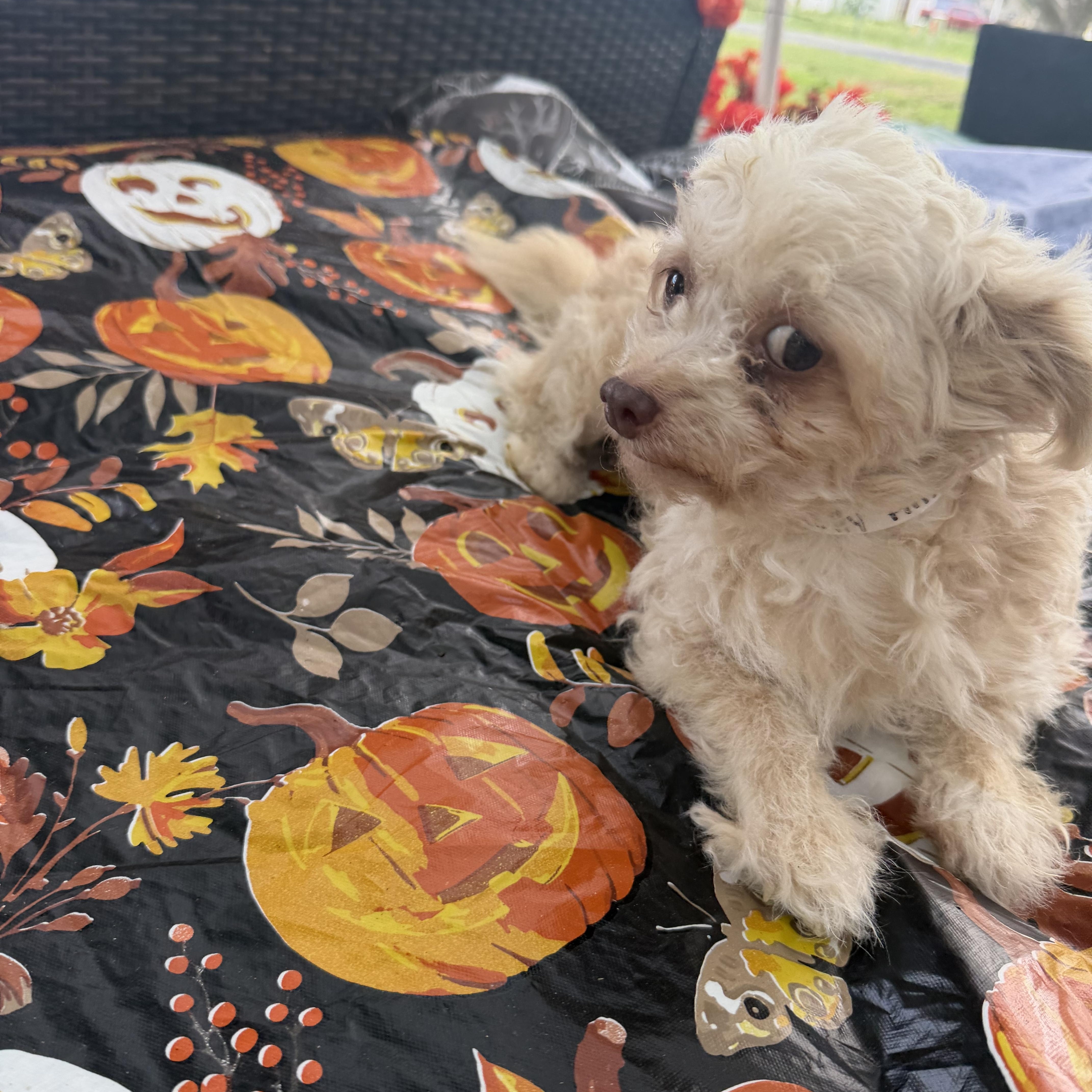 An adult small-sized female Miniature Poodle dog named Kelly for adoption in Louise, TX