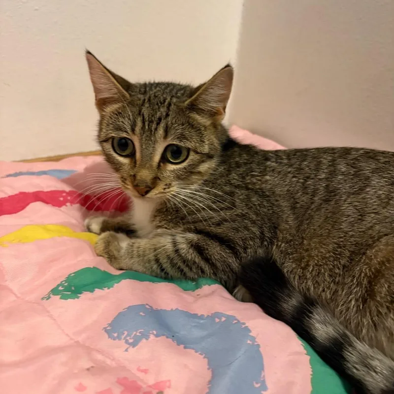 An adult medium-sized female Domestic Short Hair cat named Reba McEntire for adoption in Crookston, MN