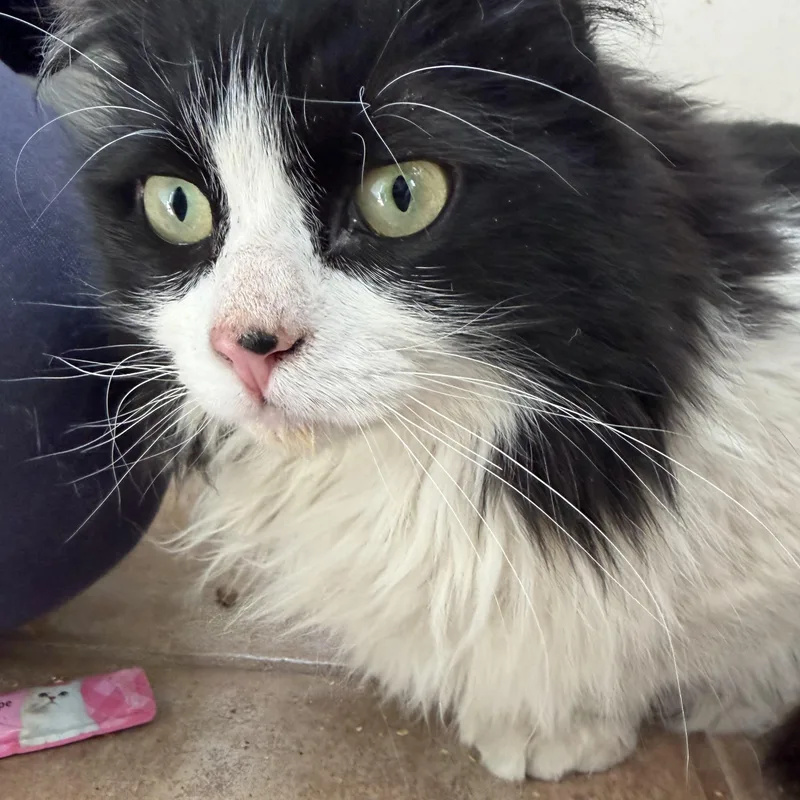 Magnolia thumbnail 2