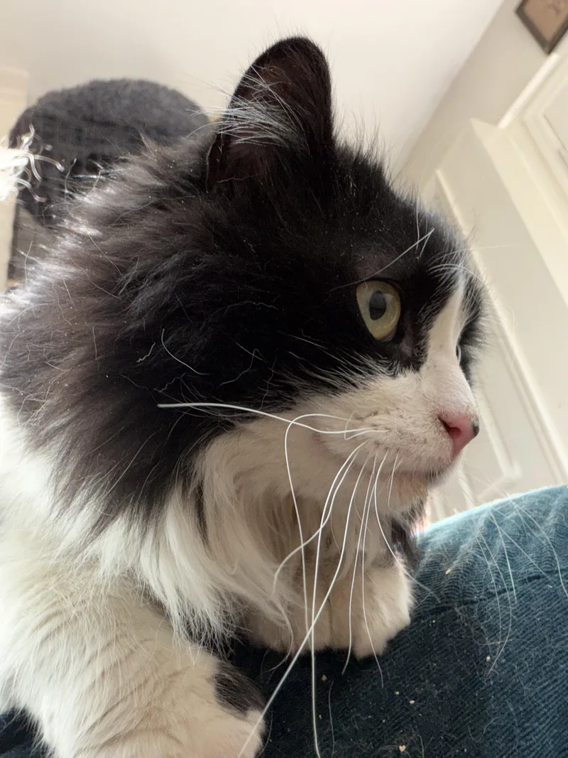 Magnolia thumbnail 3