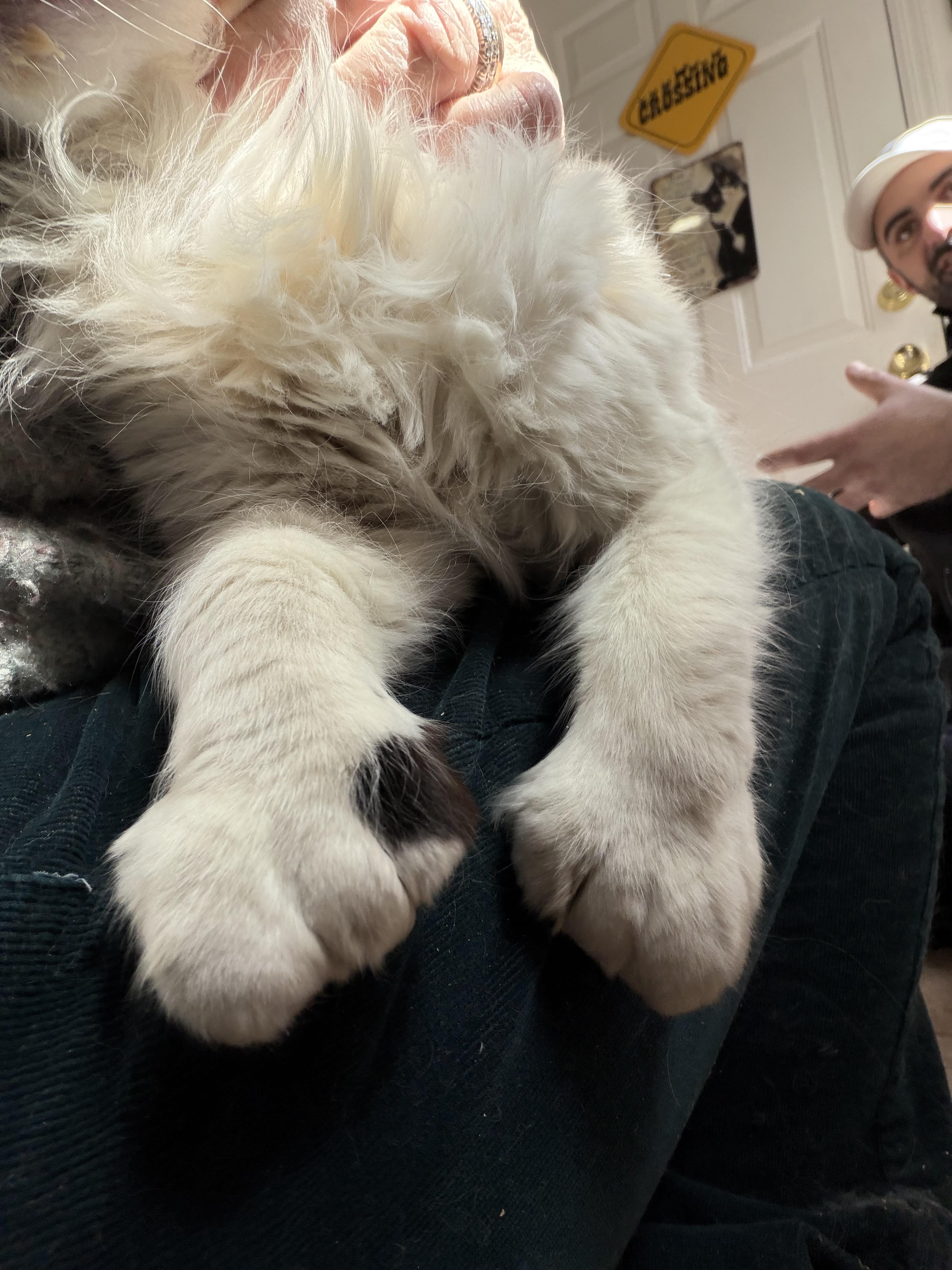 Magnolia thumbnail 4