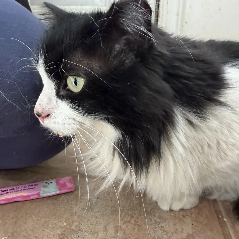 Magnolia thumbnail 5