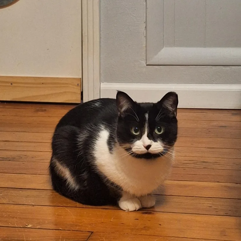 Rio+kungfoo thumbnail 2