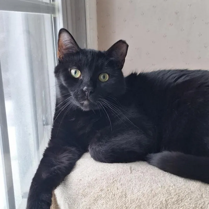 Rio+kungfoo thumbnail 3