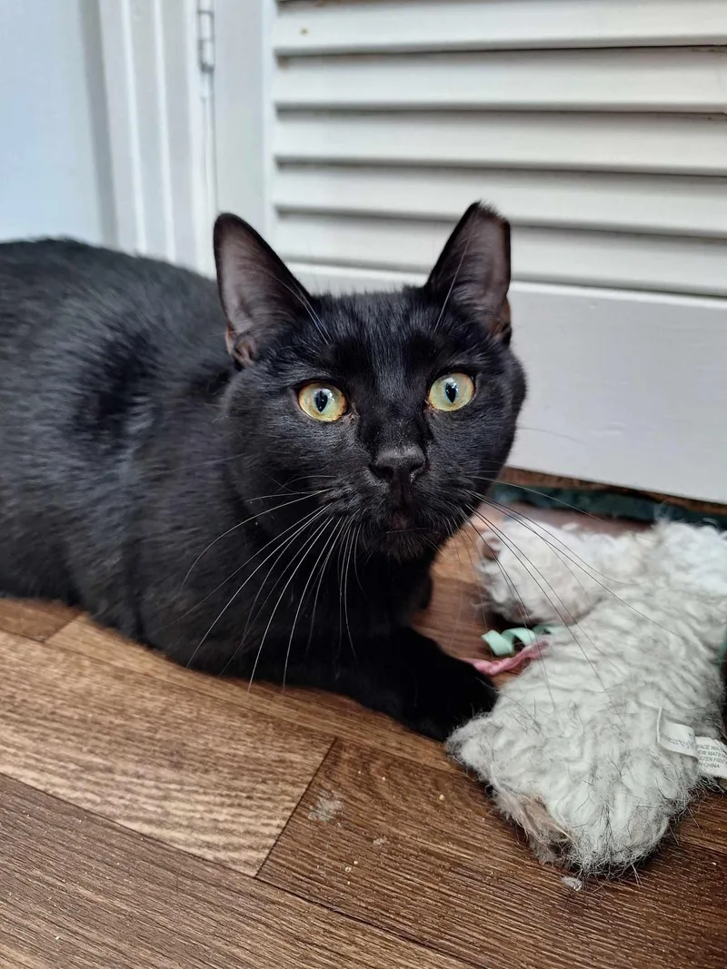 Rio+kungfoo thumbnail 4