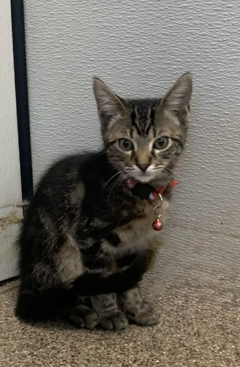A baby medium-sized male Domestic Short Hair cat named Damian for adoption in Sanford, FL