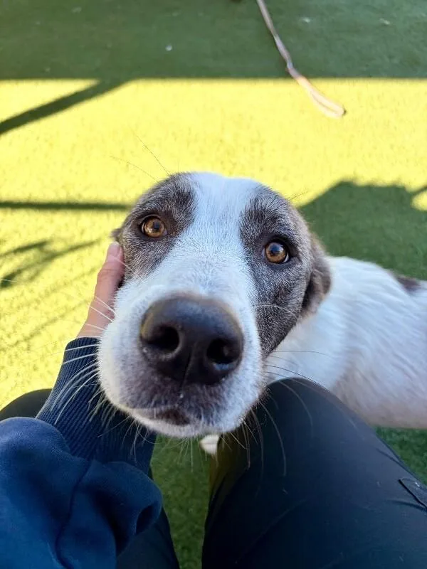 An adult extra large-sized female Great Pyrenees dog named Stevia for adoption in Fruit Heights, UT