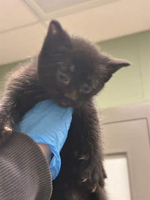 A baby small-sized male Domestic Short Hair cat named Kraemer for adoption in Brighton, CO