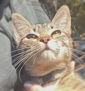 A young medium-sized female Tabby (Brown / Chocolate) Domestic Short Hair cat named Mardi for adoption in Ocean Springs, MS