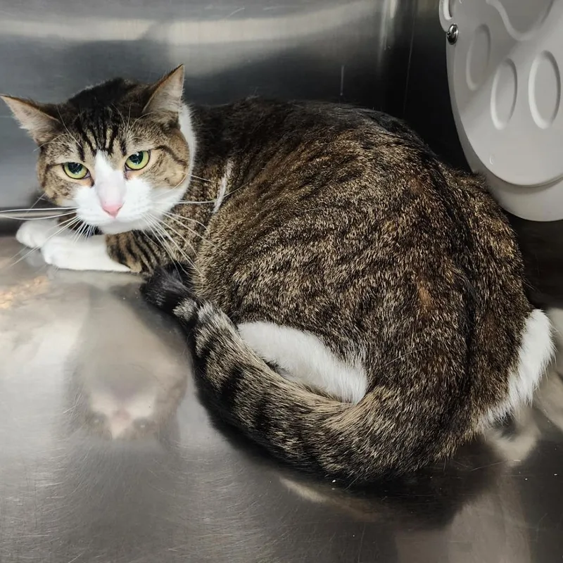 An adult large-sized male Brown / Chocolate Domestic Short Hair cat named Copper for adoption in Spokane, WA