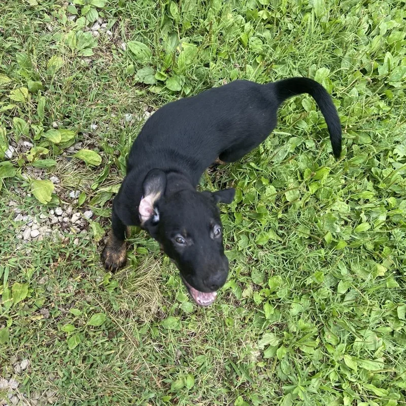A baby large-sized male Black Doberman Pinscher dog named Petey for adoption in Columbia, MO