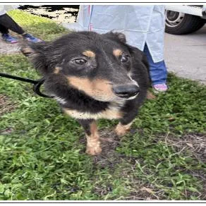 An adult medium-sized male Australian Shepherd dog named Cooper for adoption in Tampa, FL