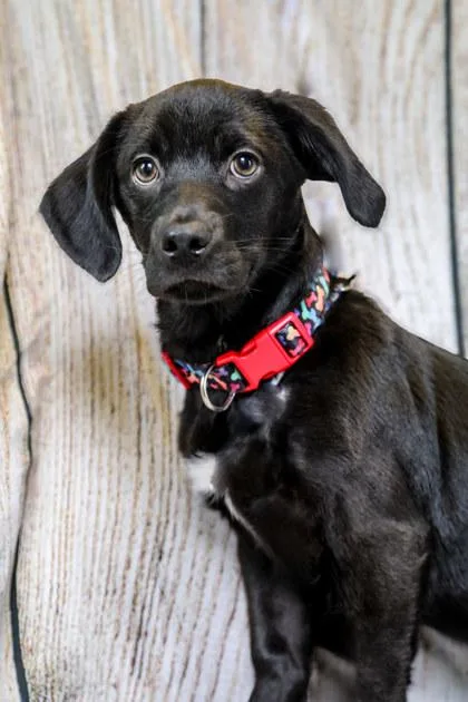 A baby small-sized male Beagle dog named Lucky for adoption in Dothan, AL