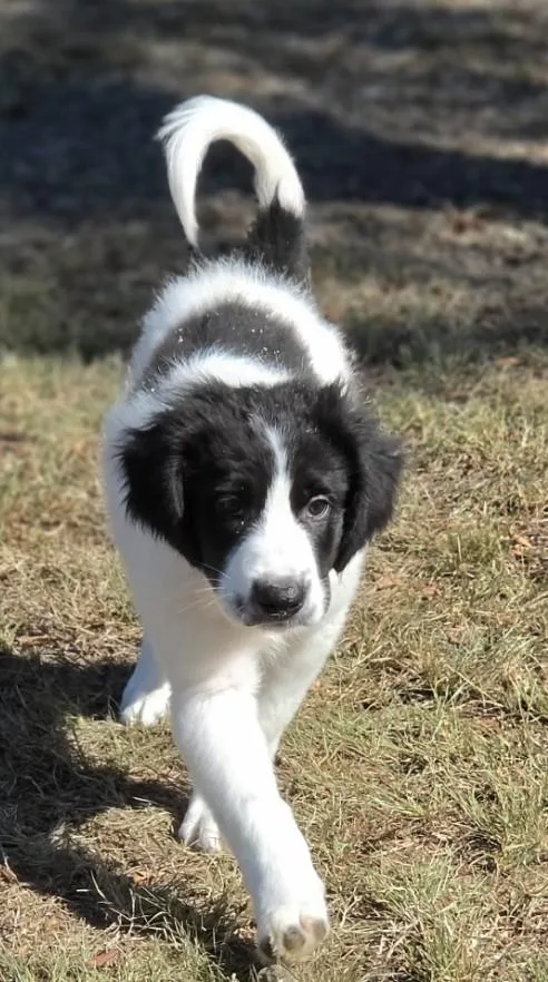 A baby large-sized male Great Pyrenees dog named Sawyer for adoption in Morrilton, AR