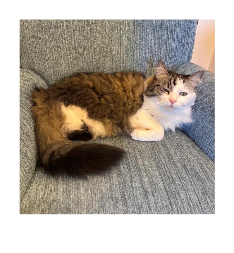 An adult small-sized female Brown / Chocolate Domestic Short Hair cat named Benson for adoption in San Pedro, CA