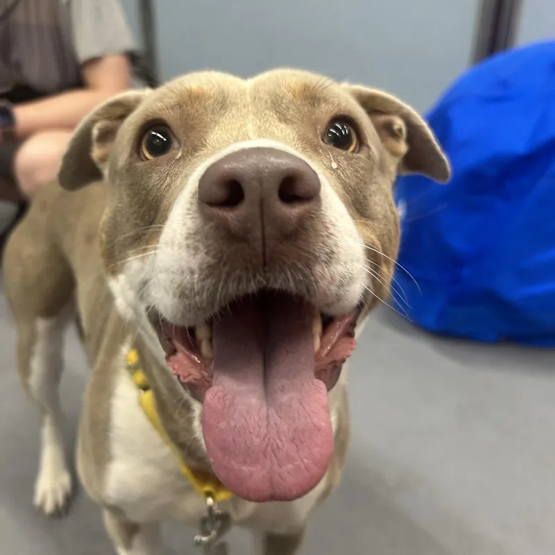 An adult large-sized female Yellow / Tan / Blond / Fawn Mixed Breed dog named Nadia for adoption in Salt Lake City, UT