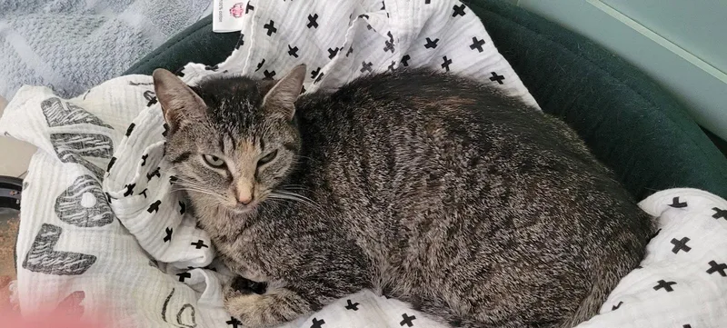 An adult medium-sized female American Shorthair cat named Willow for adoption in Roanoke, AL