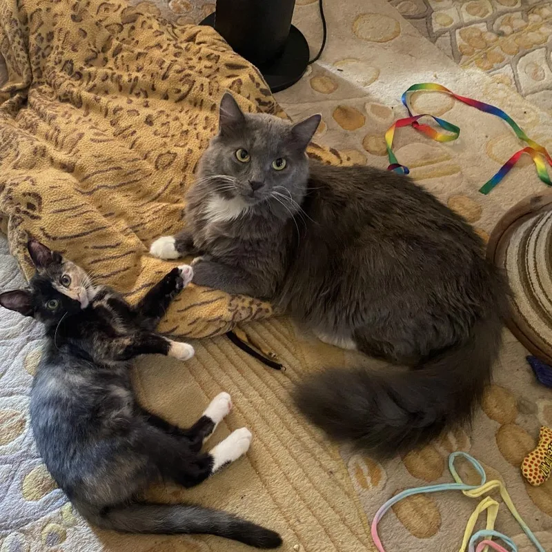 An adult large-sized male Gray / Blue / Silver Maine Coon cat named Kodi C for adoption in Princeton, MN