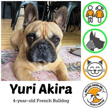 An adult medium-sized male Yellow / Tan / Blond / Fawn French Bulldog dog named Yuri Akira for adoption in Bonney Lake, WA
