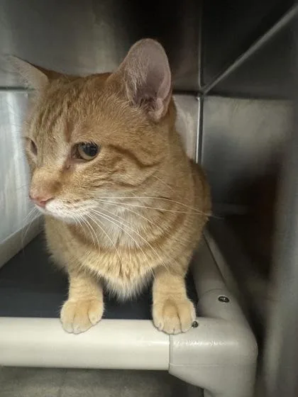 An adult large-sized male Domestic Short Hair cat named B Bob for adoption in North Charleston, SC