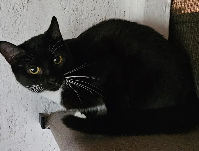 Charlie Brown thumbnail 2