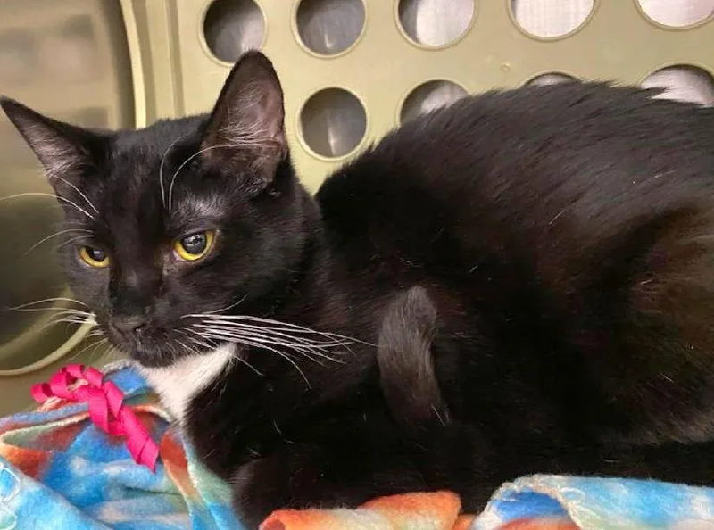 Charlie Brown thumbnail 3