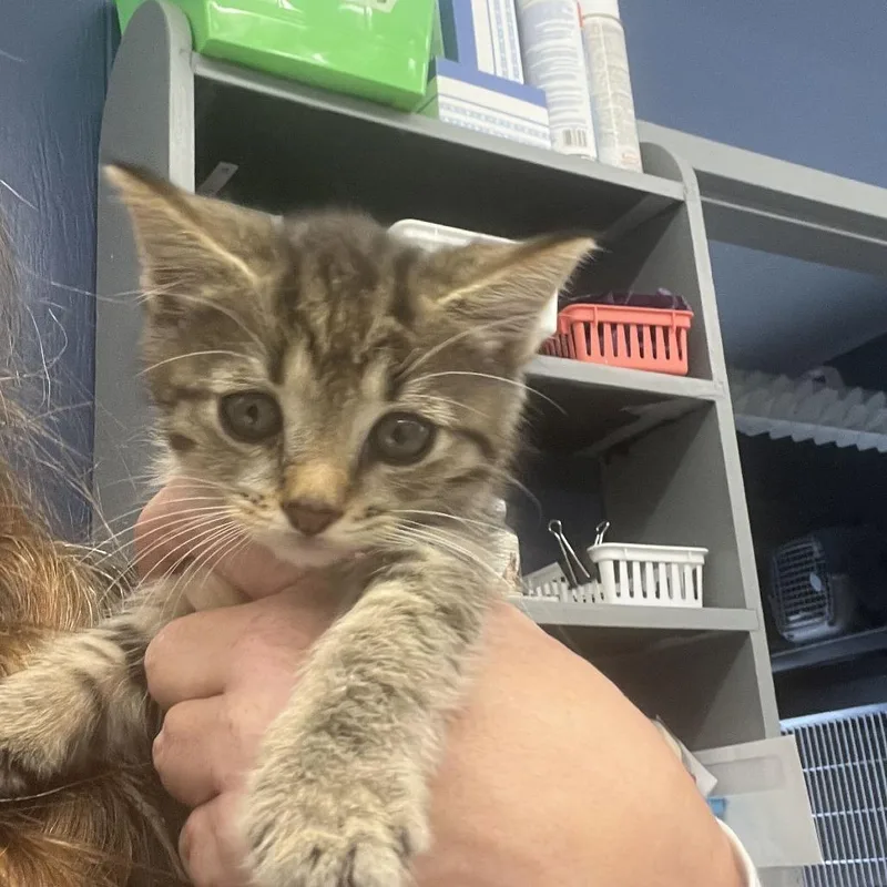 A baby small-sized male Domestic Short Hair cat named Cory for adoption in Oak Hill, WV