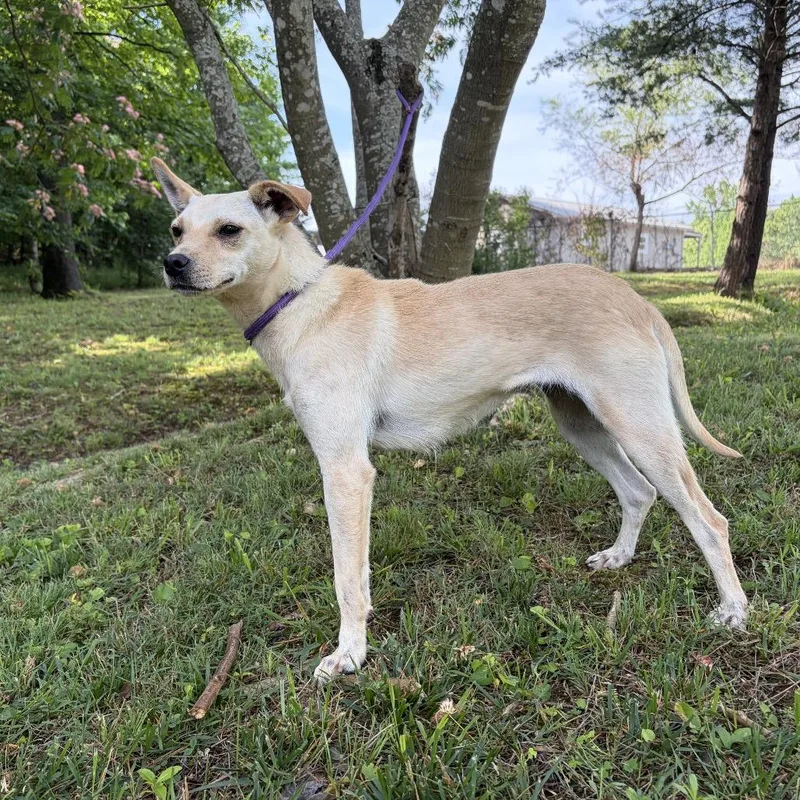 An adult small-sized female White / Cream Terrier dog named Kimmie for adoption in Evensville, TN