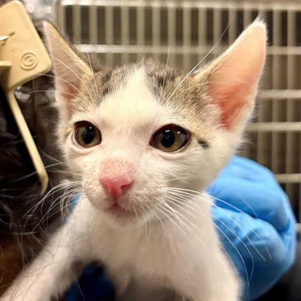A baby small-sized male Domestic Short Hair cat named Matt for adoption in Walnut Creek, CA