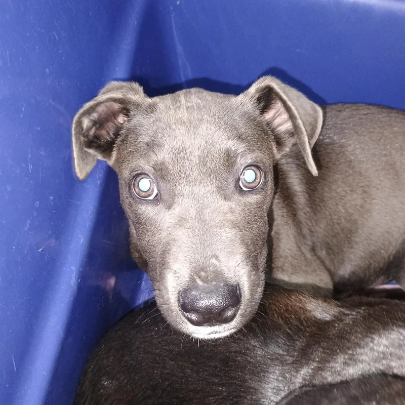 A baby small-sized male Gray / Blue / Silver Pit Bull Terrier dog named Goose for adoption in Ardmore, OK