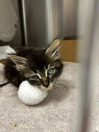 Catniss