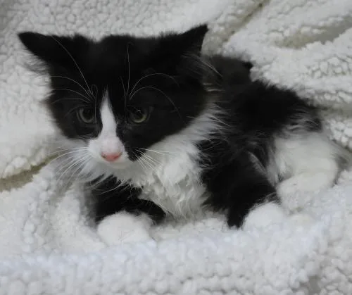 A baby medium-sized male Domestic Long Hair cat named Barry for adoption in Thief River Falls, MN