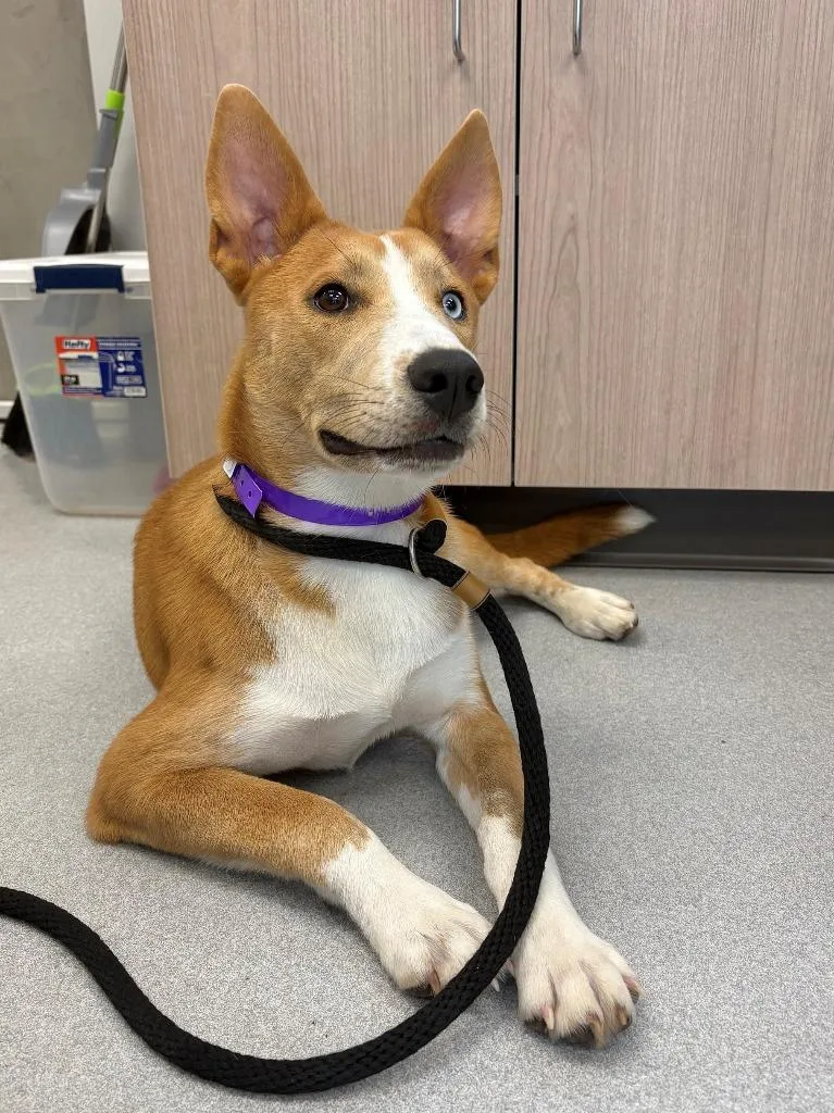 A baby large-sized female Husky dog named Siren for adoption in Chillicothe, OH